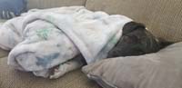 27-Rainier_is_comfy_and_pampered-although_world_going_to_shit