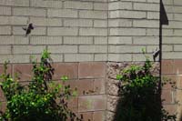 56-spiny_lizard_mating_pair_are_back_again-sunning_themselves_on_wall_in_backyard
