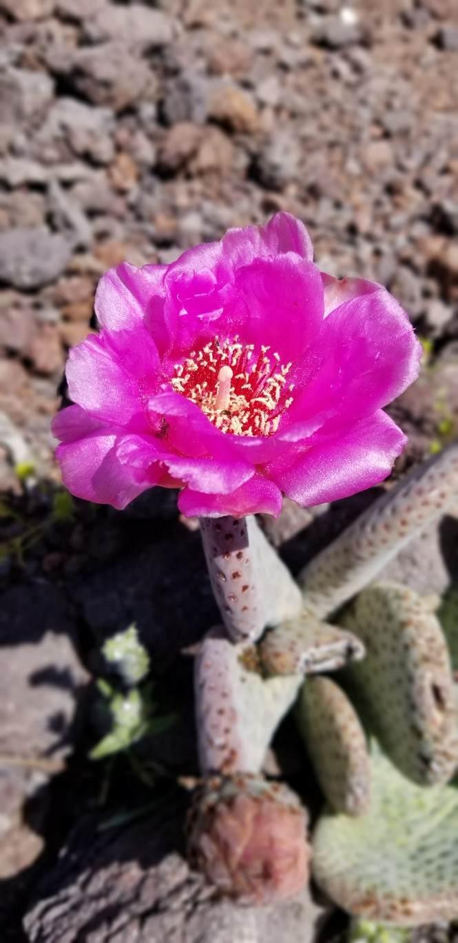 29-beavertail_cactus_bloom