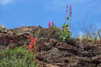 32-penstemons_blooming