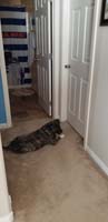 12-Rainier_waiting_patiently,wimpering_at_times-worried_about_his_non-fur-brother