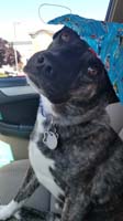 62-I_ready_see_da_vet,get_me_da_shots,I_got_mask_on_right,right-drop_off_and_wait,Mommy_not_allowed_inside