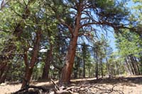 21-Kenny_spotted_something_way_up_there_on_the_tree