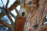 22-an_old_beehive