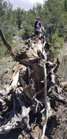 35-Kenny_standing_on_a_downed_tree