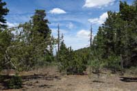 38-passing_by_more_barbed_wire_fencing,very_close_to_merge_with_Mud_Springs_Trail