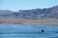 27-circling_around_to_fish_him_out_of_the_lake