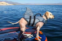 55-Wally's_ready_with_his_shark_life_vest