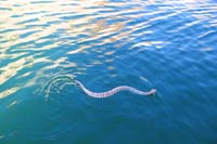 77-sidewinder_rattlesnake_swimming_in_the_lake_in_a_cove