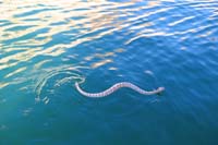 78-sidewinder_rattlesnake_swimming_in_the_lake_in_a_cove