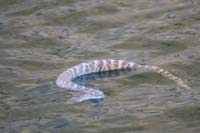 82-sidewinder_rattlesnake_floating_in_the_water