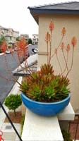 002-Mommy's_beloved_aloe_is_FULL_of_flowers_this_year