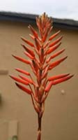 003-aloe_plant_bloom