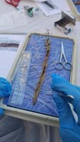 021-the_inch_worm,cut_up_and_pinned_taut-we_had_to_buy_kit_online