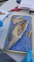 029-the_fish_is_dissected-what_a_great_learning_experience