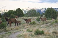04-crossed_pathes_with_group_of_elk_while_driving_dirt_roads_looking_for_primative_camping_spot