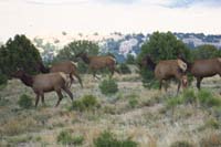 05-elk_crossing_in_front_of_us