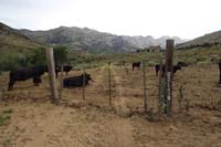 11-another_fence_for_cattle_encountered-hmm_are_we_going_the_right_way