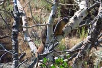 32-marmot_in_tree_near_campsite