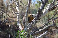 33-marmot_in_tree_near_campsite