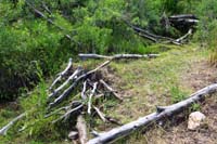 10-another_small_beaver_dam