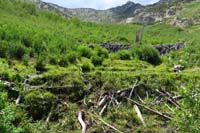 14-consecutive_large_beaver_dams