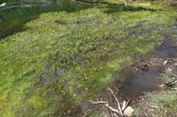 20-buttercup_plant_life_in_the_pond