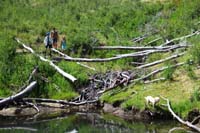 22-kids_exploring_further_up_the_massive_beaver_dam