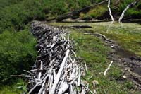 23-massive_beaver_dam_and_pond
