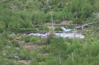32-more_beaver_dams