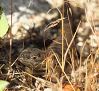 36-spotted_several-spiny_lizards_taking_advantage_of_a_bug_buffet