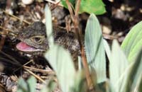 38-spiny_lizard_enjoys_a_bug_meal