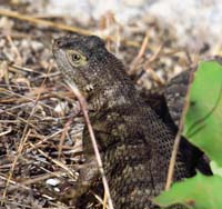 39-spiny_lizard