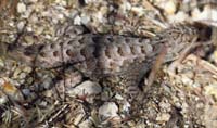 40-spiny_lizard
