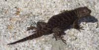 41-spiny_lizard