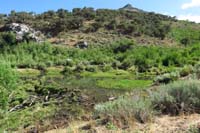 44-another_beaver_dam