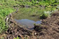 48-beaver_dam_and_pond