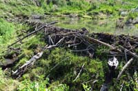 49-beaver_dam_and_pond