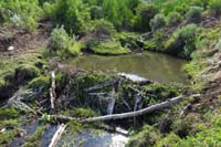 55-beaver_dam_and_pond