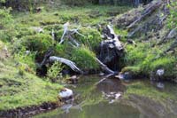 57-beaver_dam_and_pond_creates_a_small_waterfall