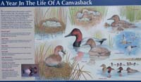011-Interpretive_Sign-A_Year_in_the_Life_of_a_Canvasback