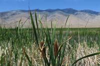 017-cattails_and_marshland