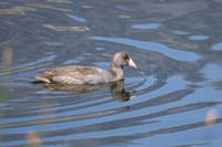 021-American_Coot-fulica_americana