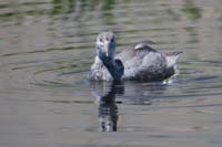 022-American_Coot-juvenile