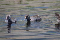 023-American_Coots_on_the_prowl_for_some_food
