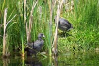 024-American_Coots_hanging_out_on_the_shore