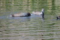 027-American_Coot-diving_for_food