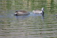 028-American_Coot-diving_for_food