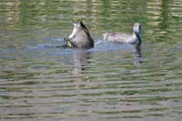 029-American_Coot-diving_for_food