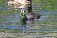 031-American_Coot_found_some_food